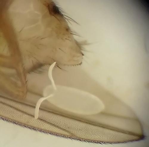Réf. 350 484 : Drosophila melanogaster